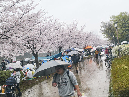 <a href="https://hair-flap.com/2017/05/02/grey-hanami-at-osaka-castle-2017/">Click to view the post this photo originally appeared in.</a>