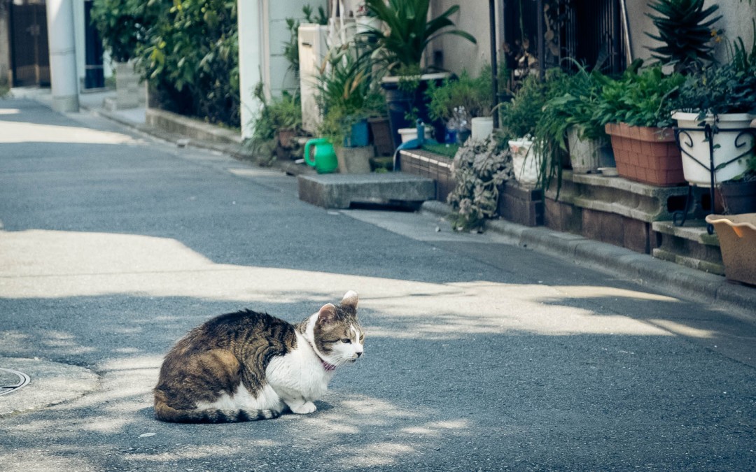 Cats in Ikebukuro