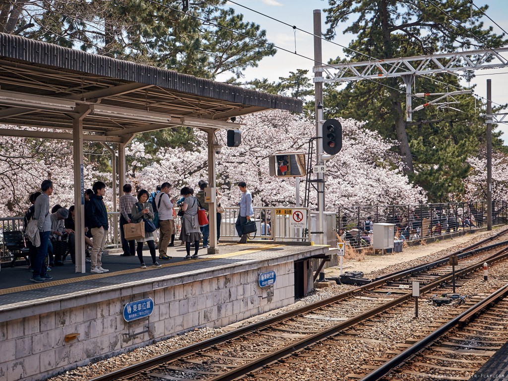 16-04-02.HanamiShukugawa._1130344